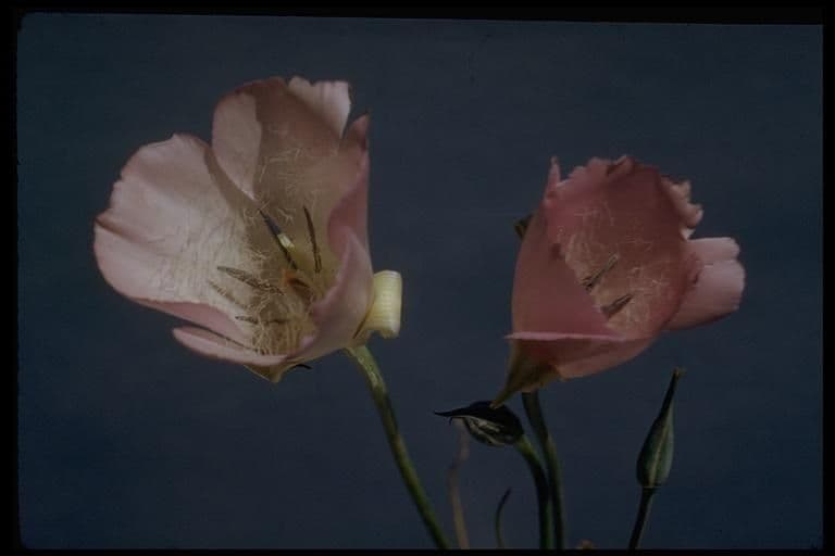 Calochortus splendens 10