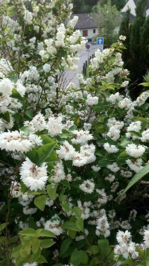 Deutzia scabra 14