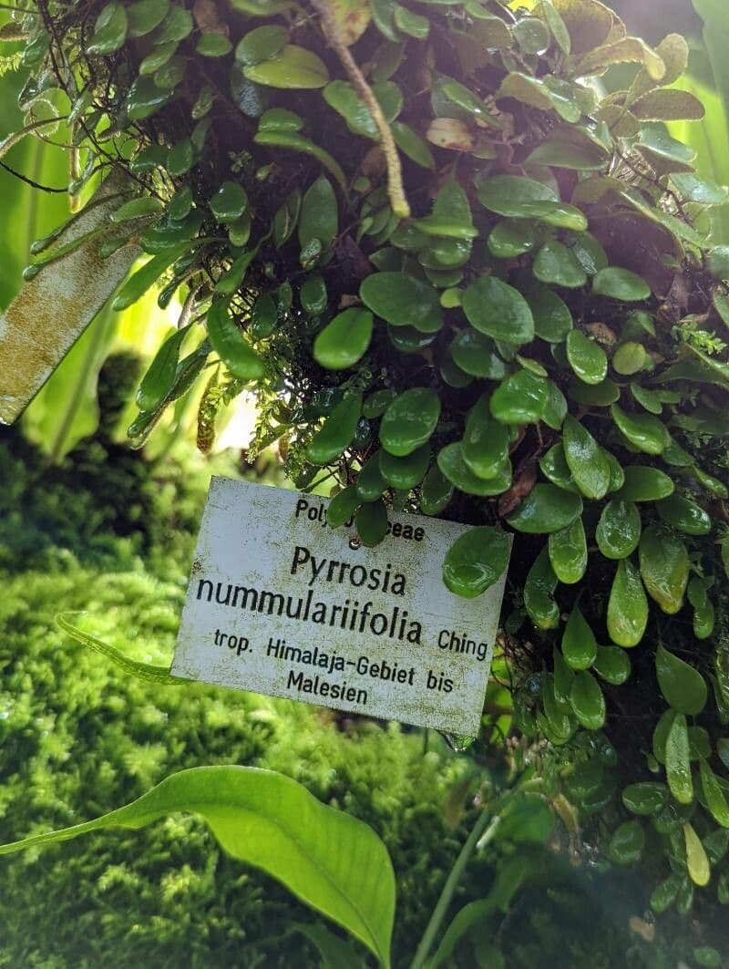 Pyrrosia
