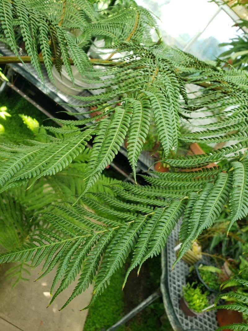 Sphaeropteris 8