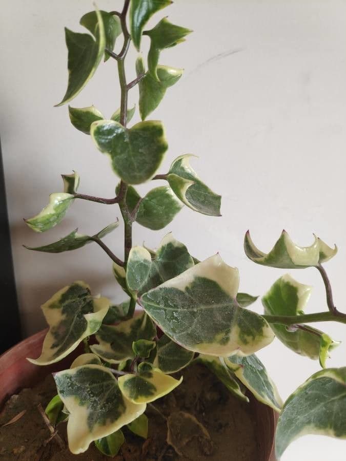Senecio 11