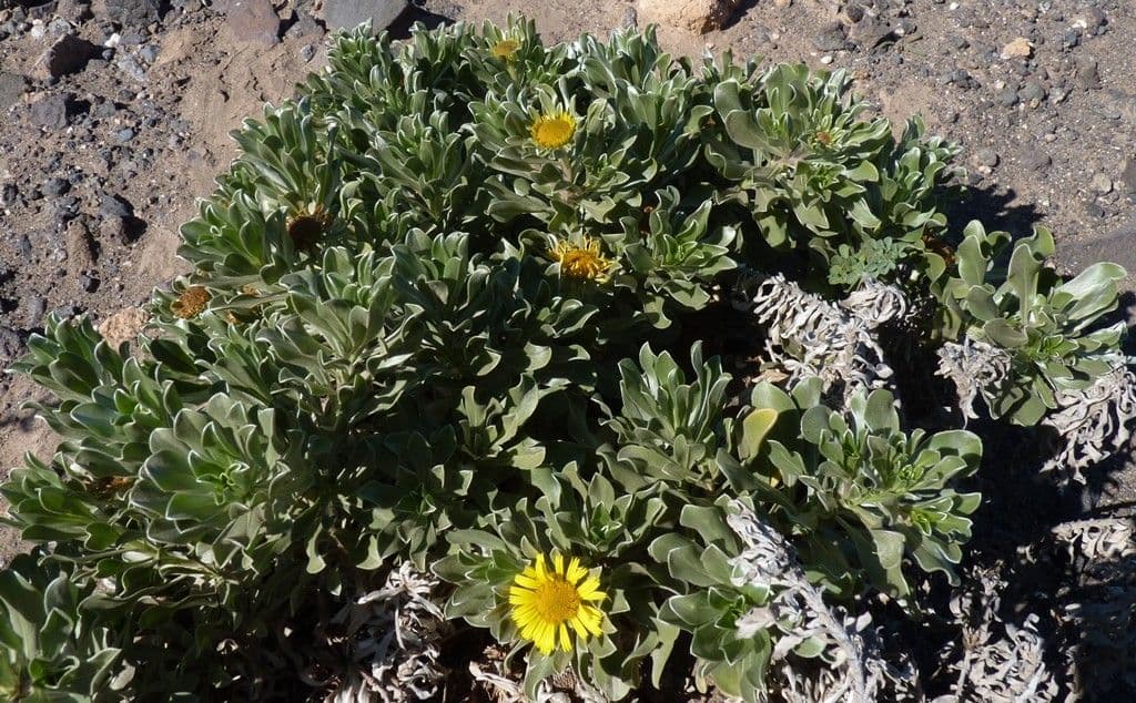 Asteriscus 5