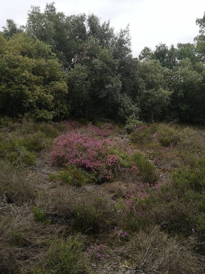 Graue Heide 29