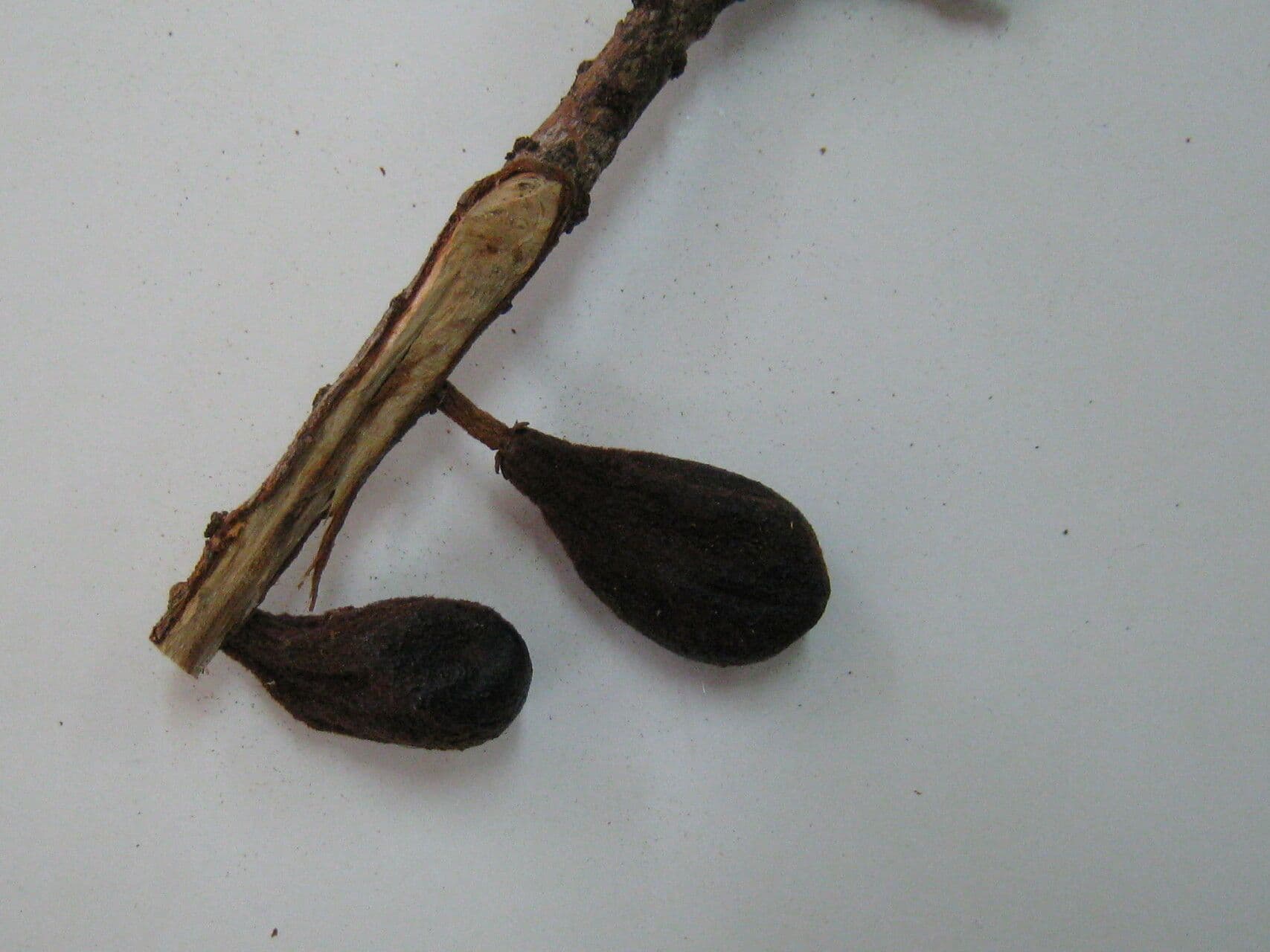 Chrysophyllum