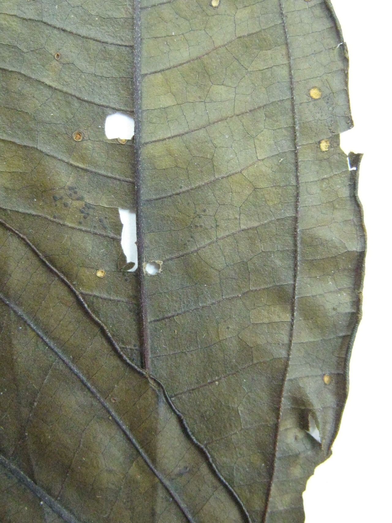 Miconia prasina 15