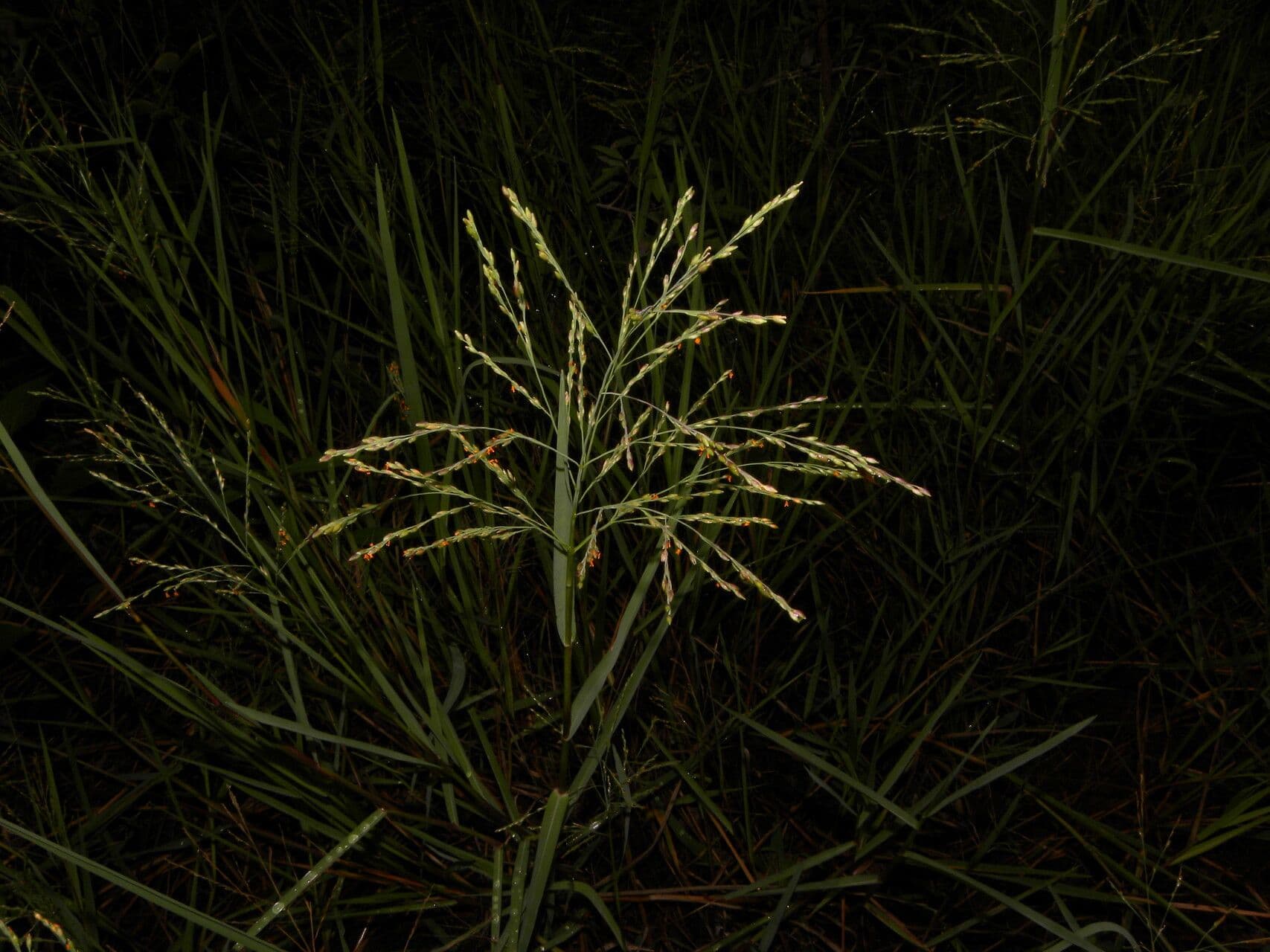 Panicum