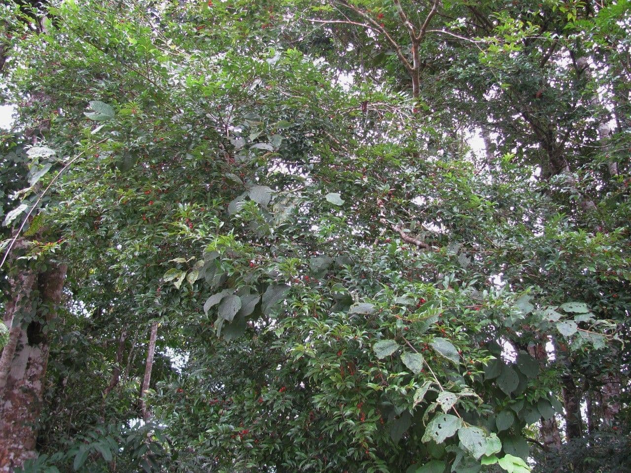 Eugenia