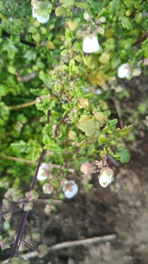 Jovellana viola 10