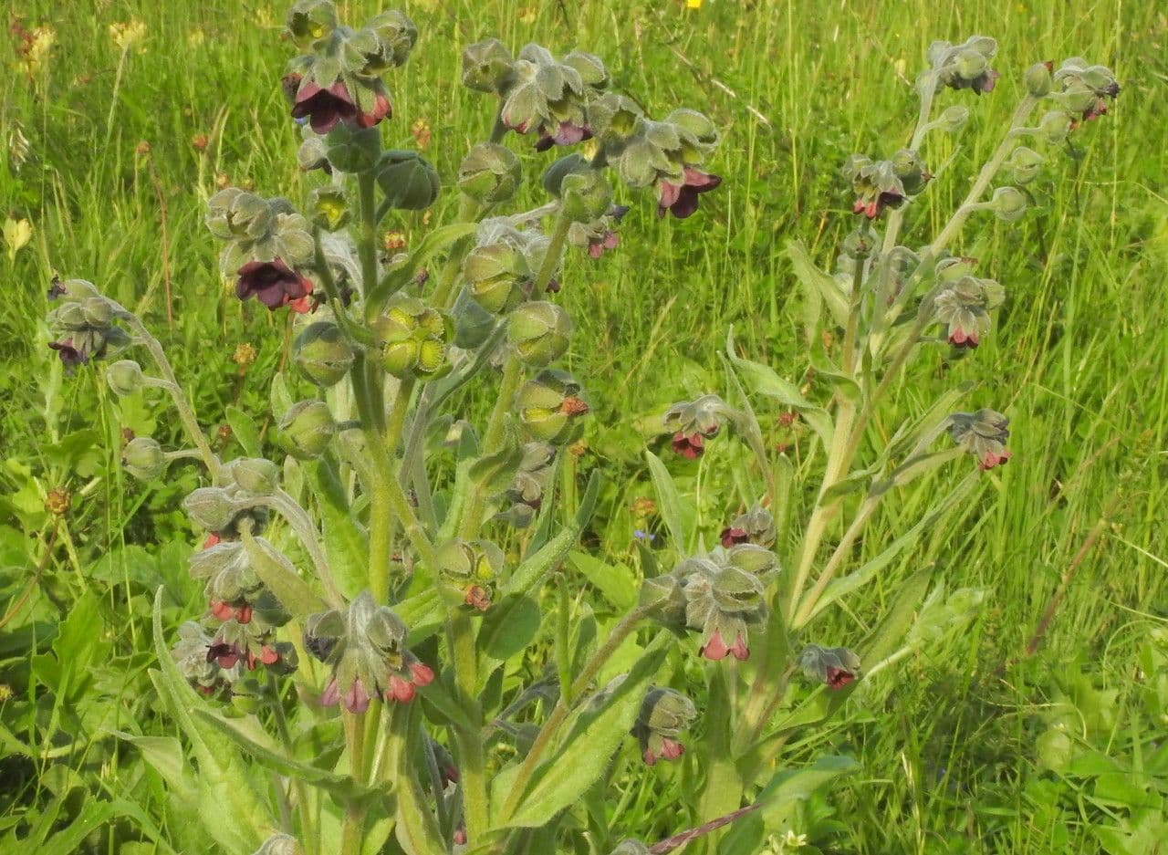 Cinoglosa 26