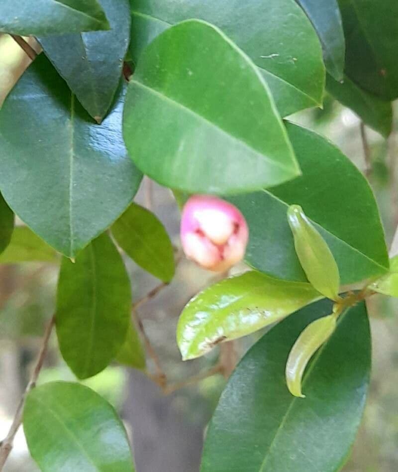 Syzygium 5