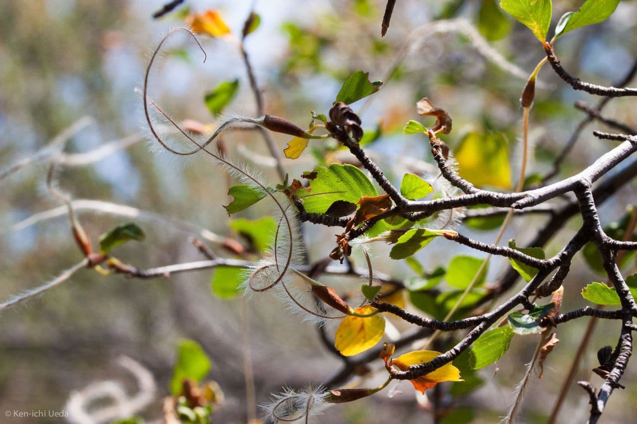 Cercocarpus montanus 14