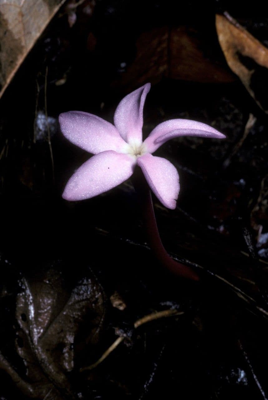 Voyria 5