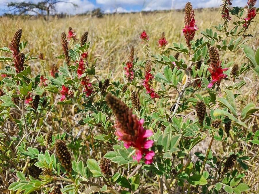 Indigofera 2