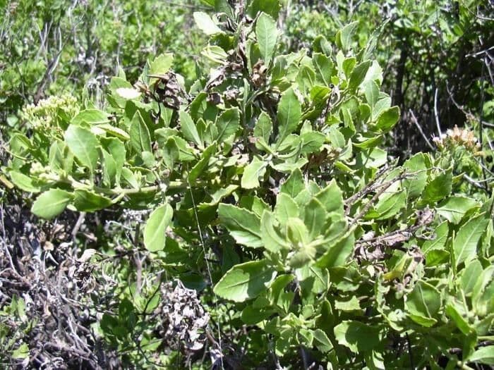 Pluchea indica 6