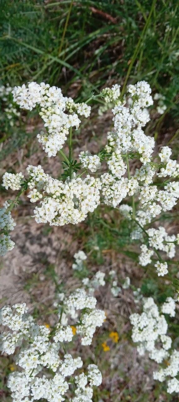 Rubia glauca 8