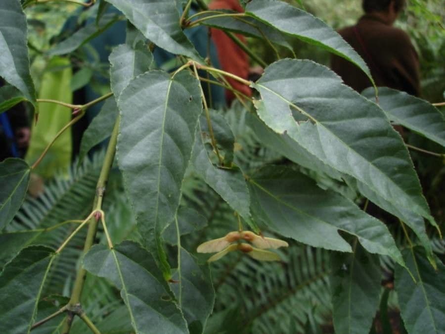 Arce de hoja caudada 3