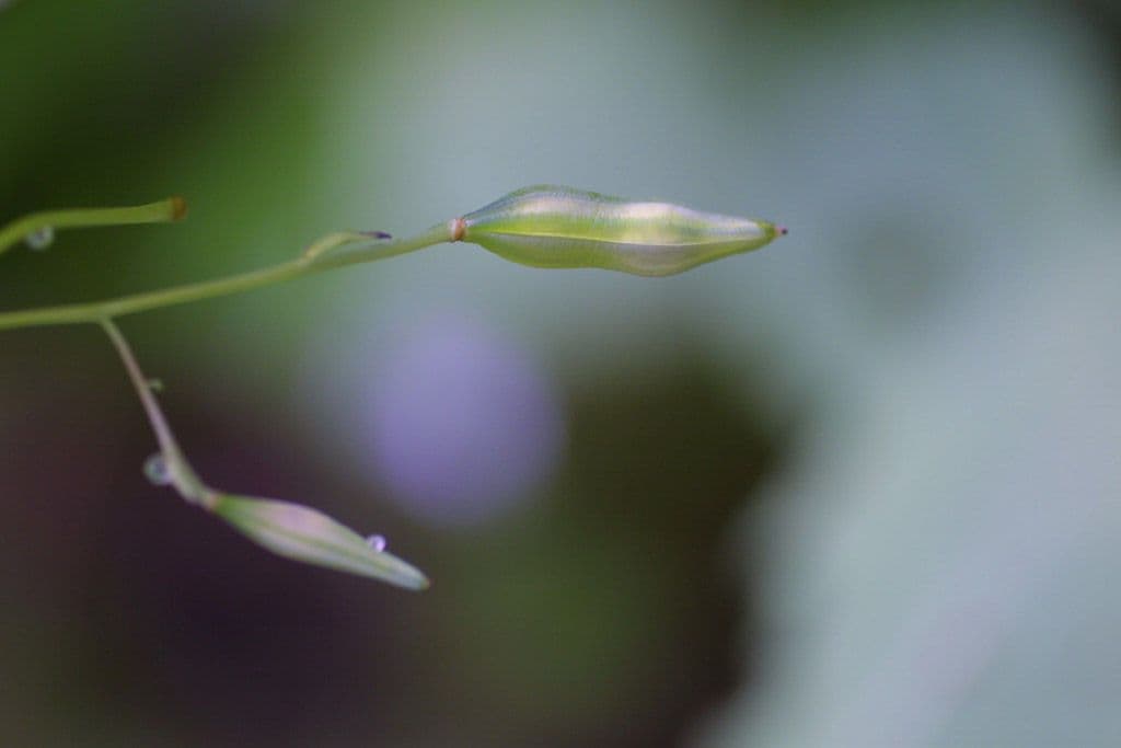 Impatiens pallida