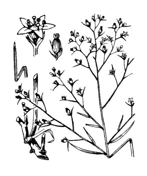 Bastard toadflax 25
