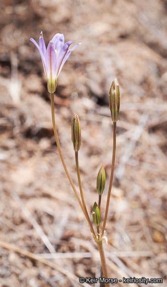 Brodiaea 3