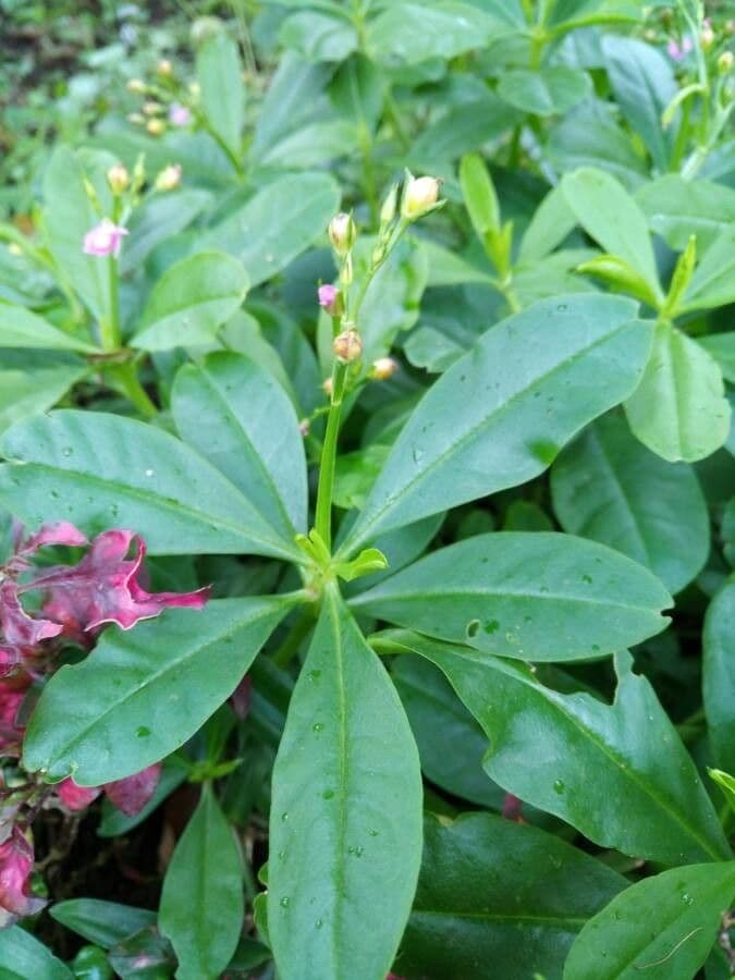 Talinum paniculatum 16