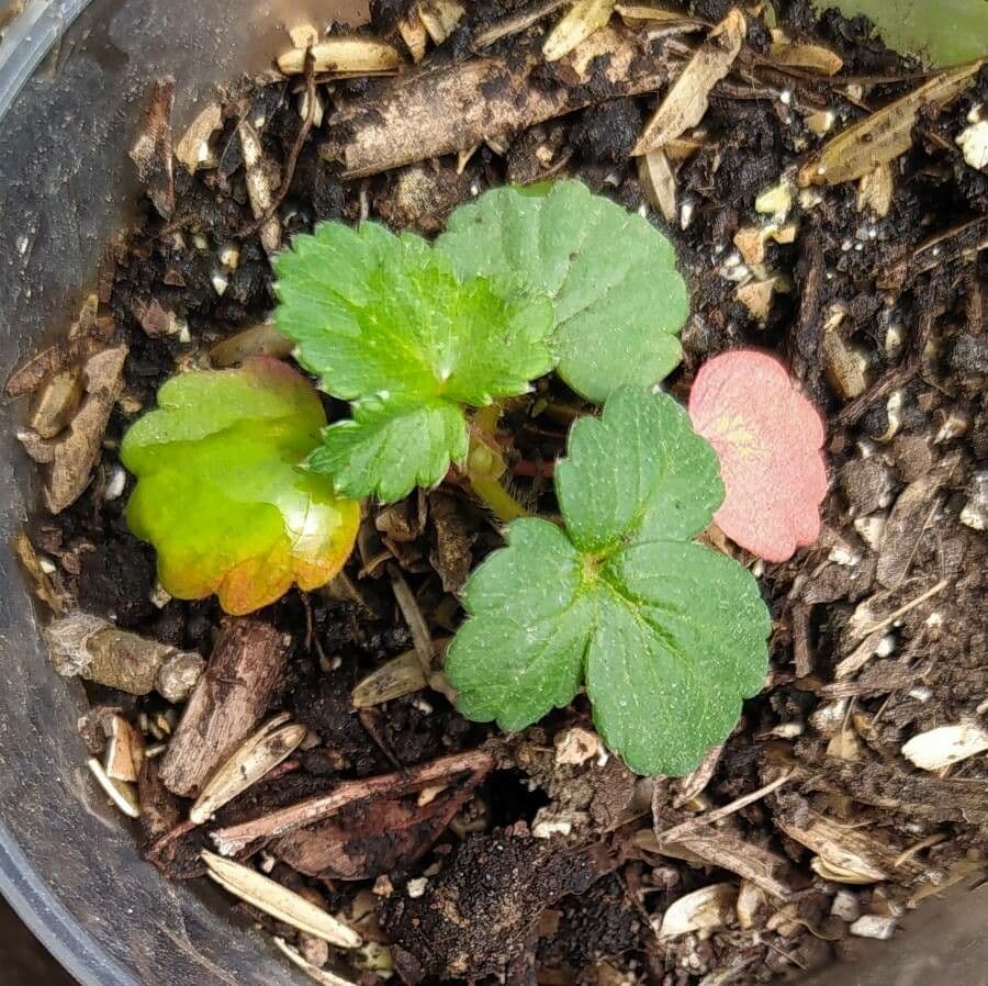 Fragola comune 19