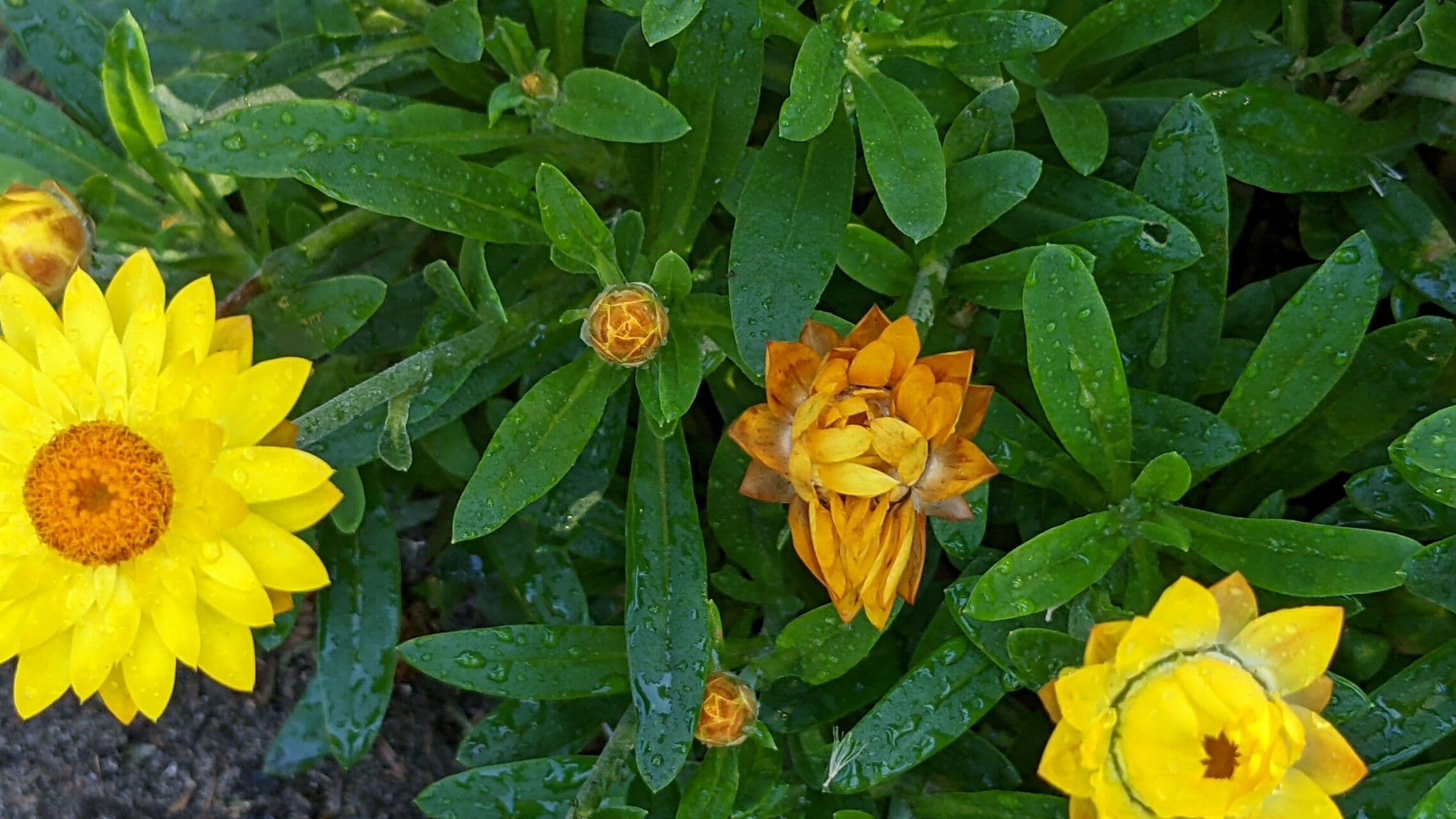 Xerochrysum 27