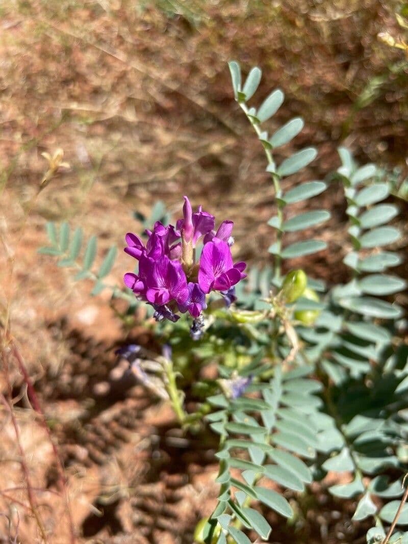 Astragalo del Missouri 5