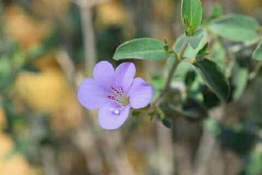 Barleria