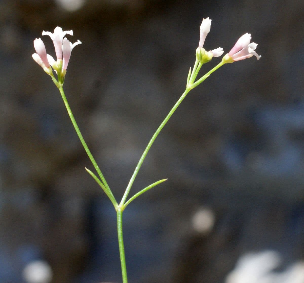 Asperula aristata 20