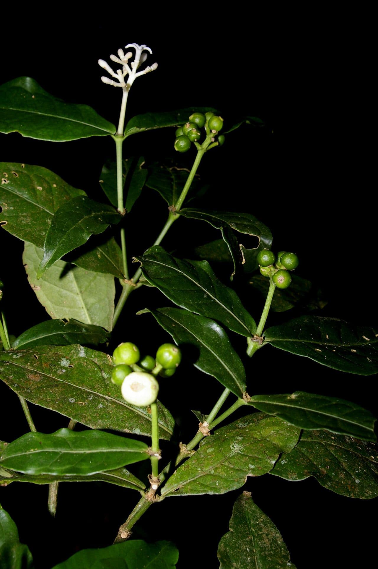 Rudgea