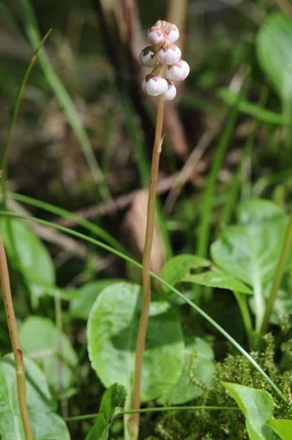 Piroletta minore 22
