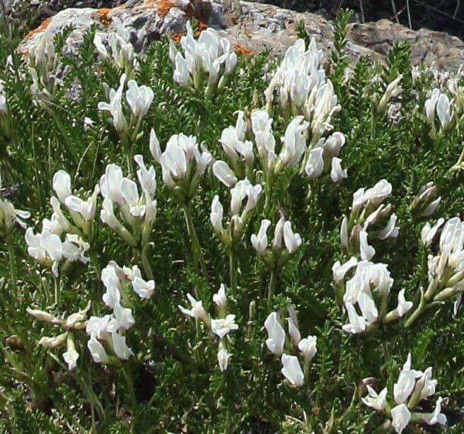 Oxytropis fetida 16