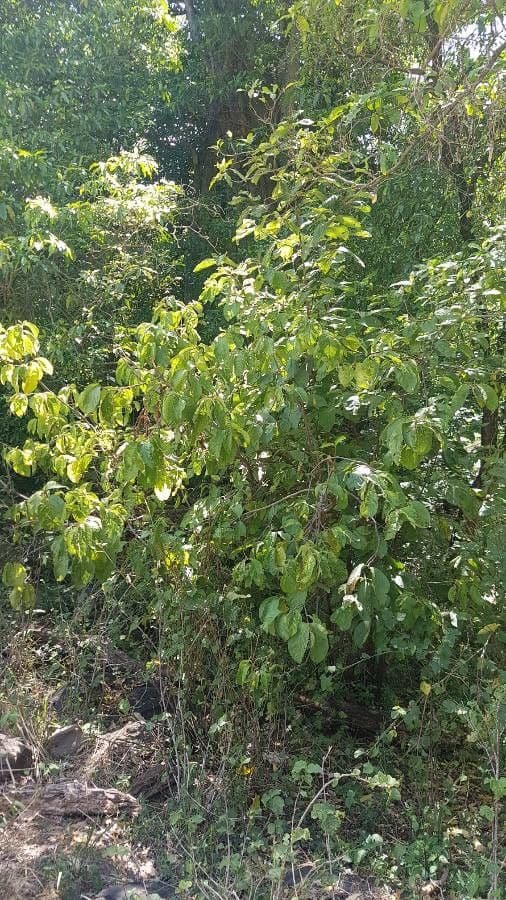 Vangueria madagascariensis 13