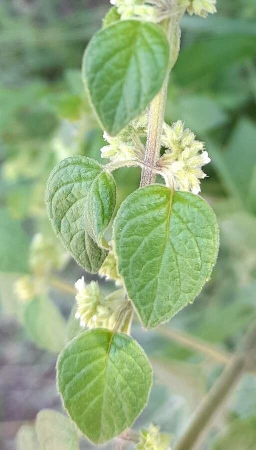 Minthostachys 4