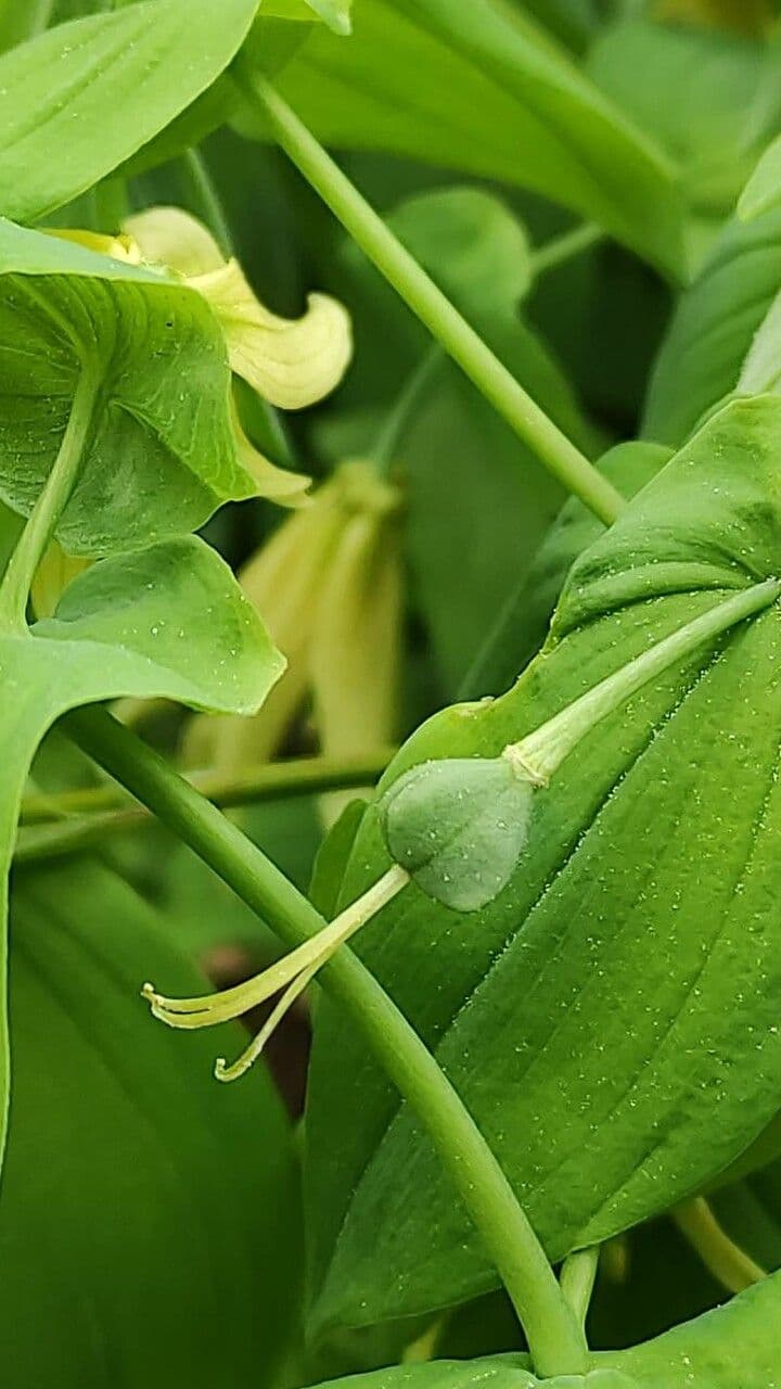 Uvularia grandiflora
