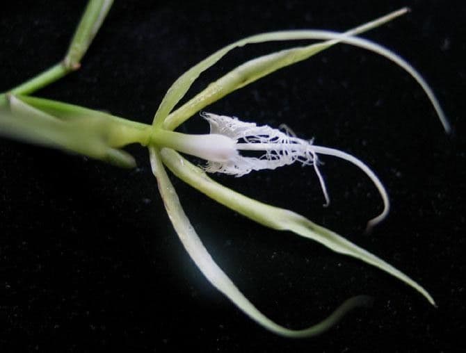 Epidendrum ciliato
