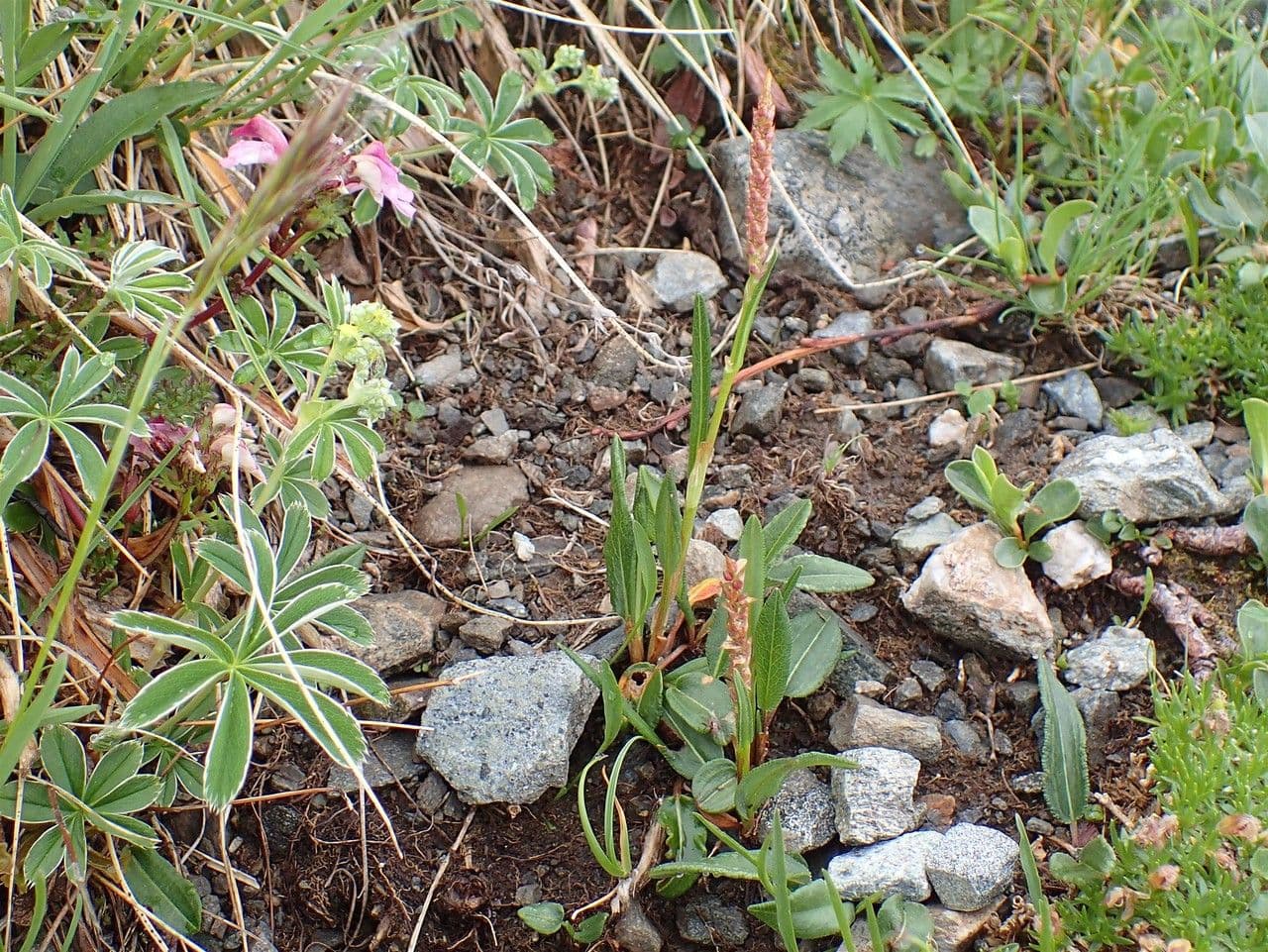 Knöllchen-Knöterich 8