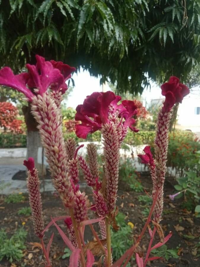 Celosia argentea