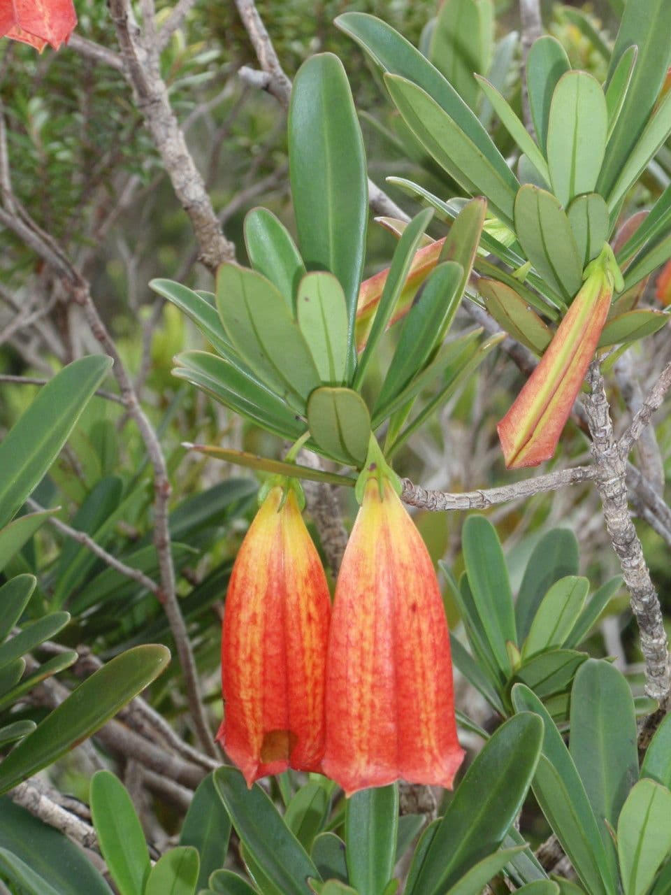 Thiollierea 9
