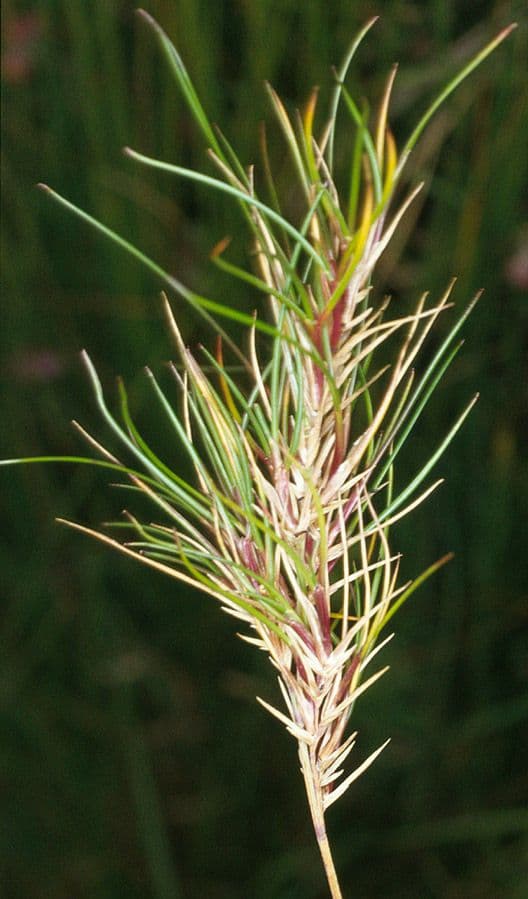 Festuca viviparoidea 2