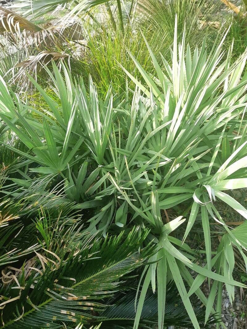 Trithrinax polny 10