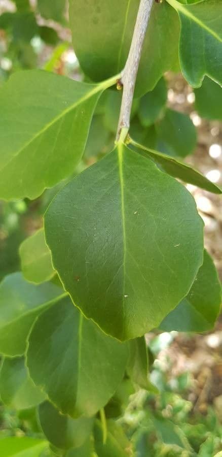 Gymnosporia 2