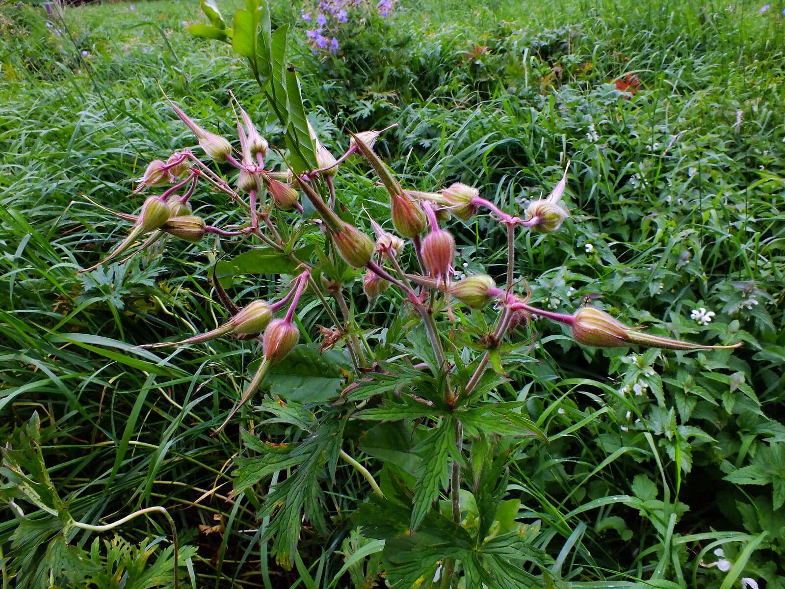 Géranium des prés