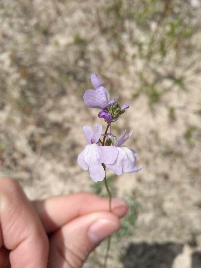 Nuttallanthus floridanus 3