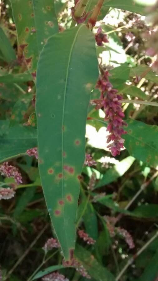 Poligono persicaria 19