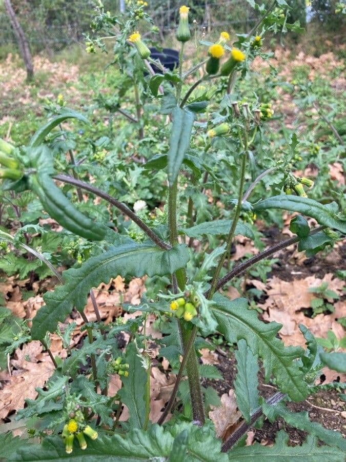 Senecio livido 13