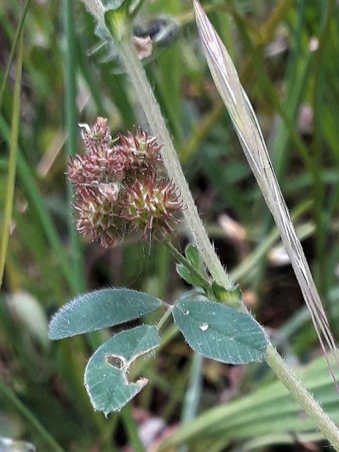Erba medica minima