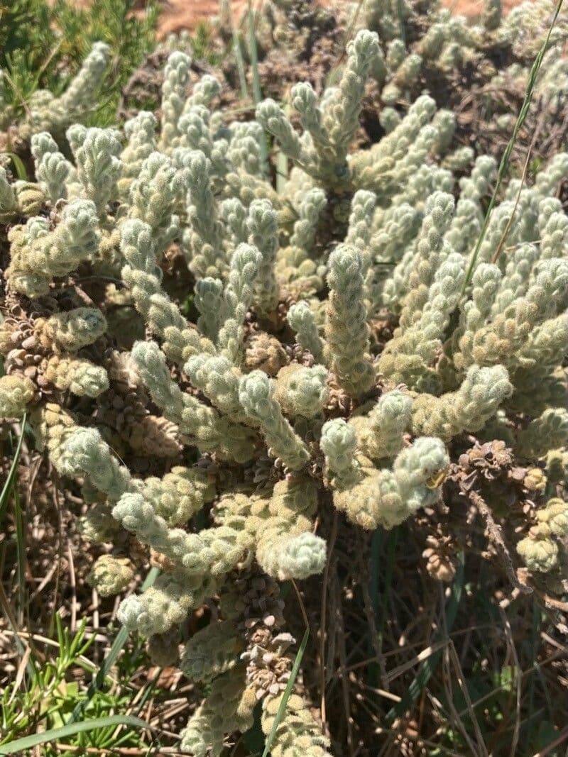 Teucrium 13