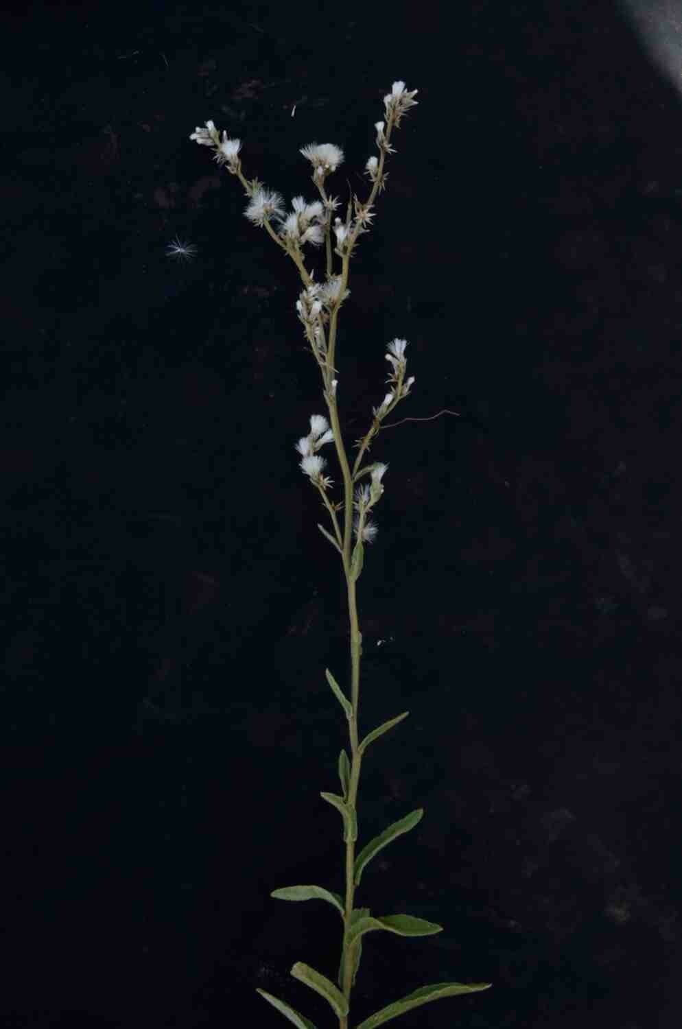 Chrysolaena