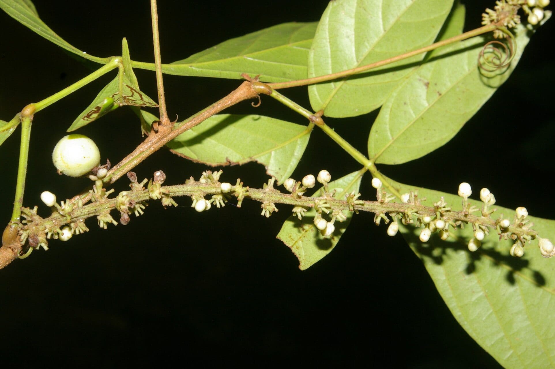 Paullinia pinnata 6